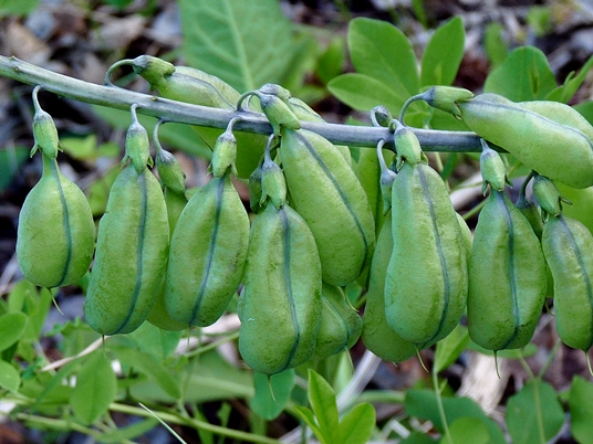 {Baptisia leucantha}